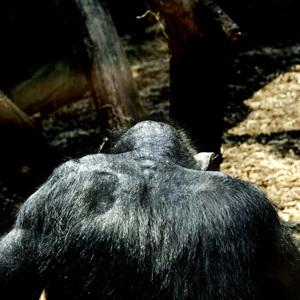 Plants: image 1 0f 20 thumb