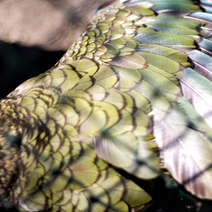 Plants: image 2 0f 20 thumb