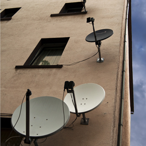 Plants: image 4 0f 20 thumb